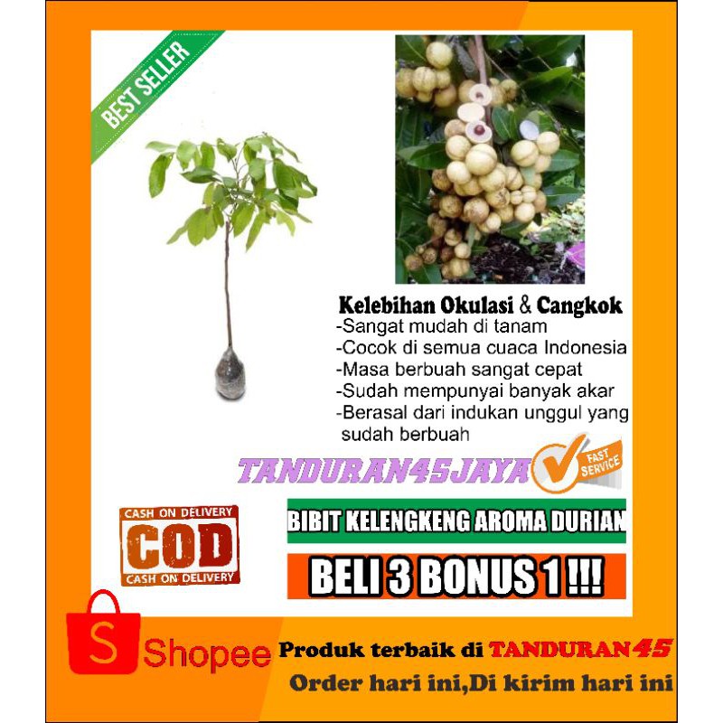 kelengkeng aroma durian/bibit kelengkeng aroma durian/bibit kelengkeng