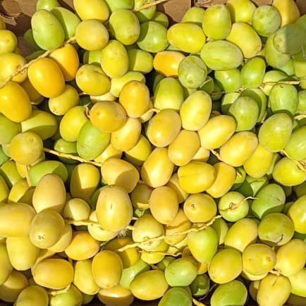 

500 Gram Kurma Muda FRESH NO FROZEN Kurmud Segar Original 1/2kg | | Kurma Muda Promil | Kurmud Promil | Kurma Ruthob Libya 500gram