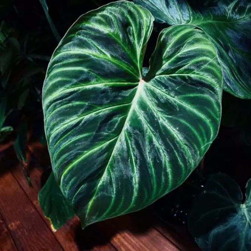 Tanaman Hias Philodendron Verrucosum - Bonggol Philodendron Verrucosum