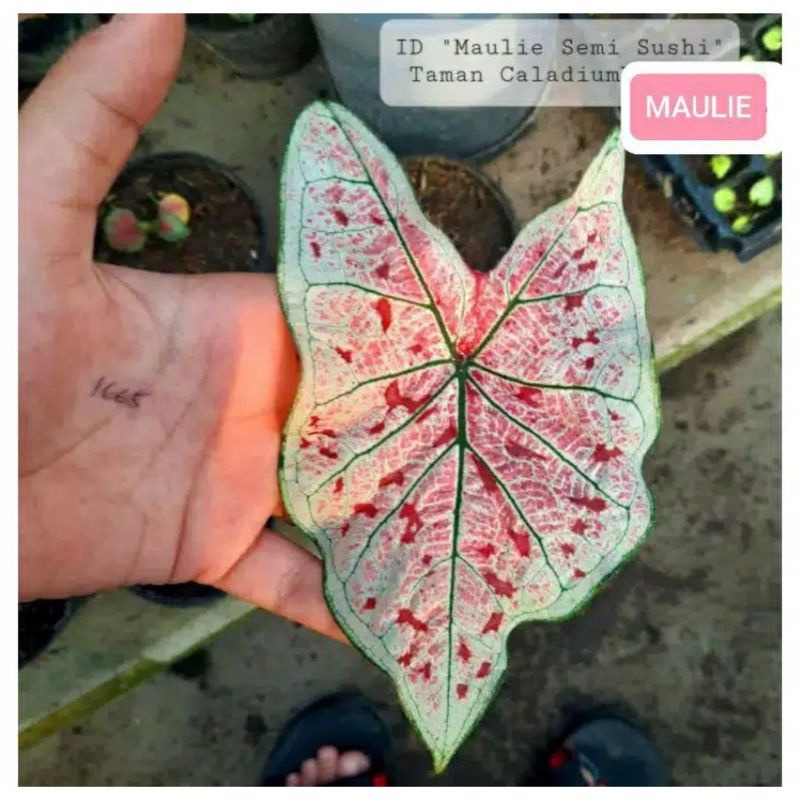 Umbi Caladium maulie - keladi hias hybrid import thailand