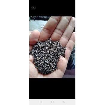 benih kemangi kemasan 1 kg
