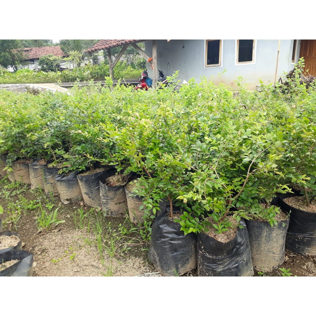 BIBIT ANGGUR POHON BRAZIL PRECCO (COCOK DI TANAM POT)