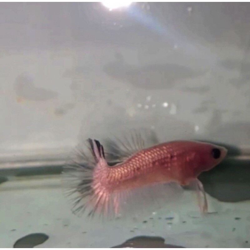 Cupang Fccp/Cooper,gold