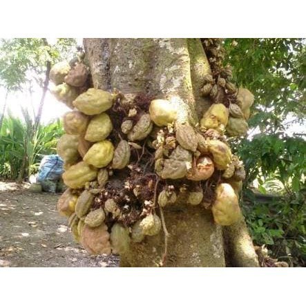 Buah Pukih - Namnam - Untuk Yang Nyidam