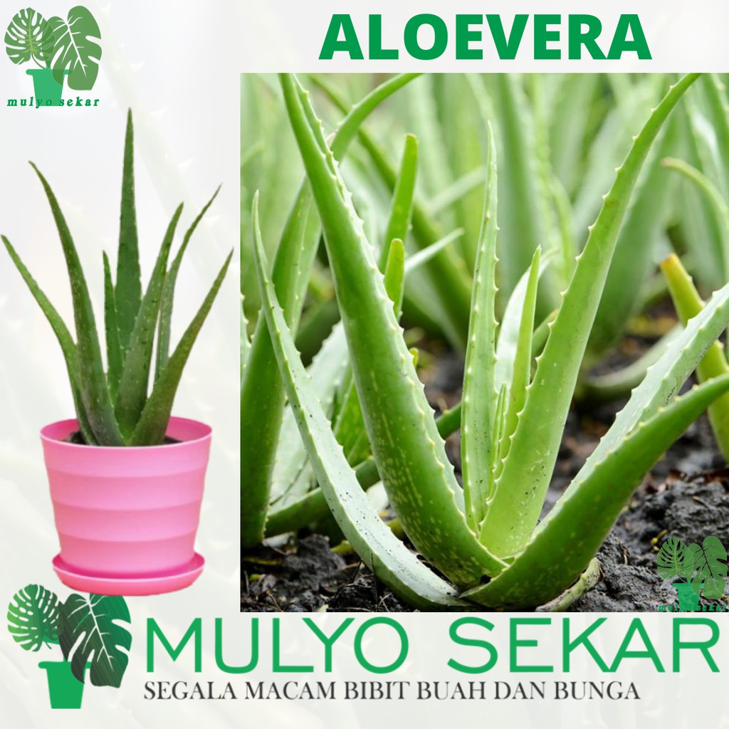 Bibit Tanaman Herbal ALOEVERA Hidup &amp; Berakar - Tanaman Herbal Lidah Buaya