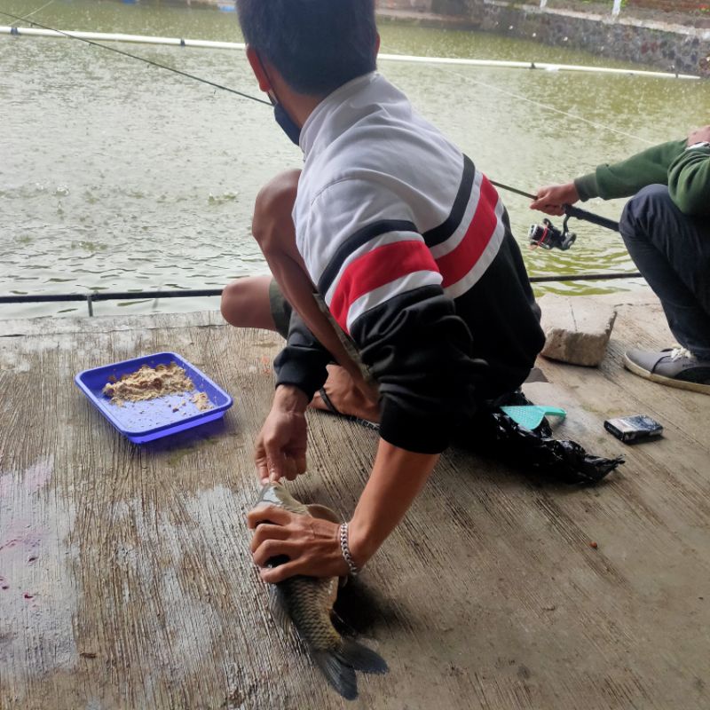 Essen Oplosan anggur Garang Ikan Mas Harian Lomba Induk/Babon Dan Ikan Rame 15ml