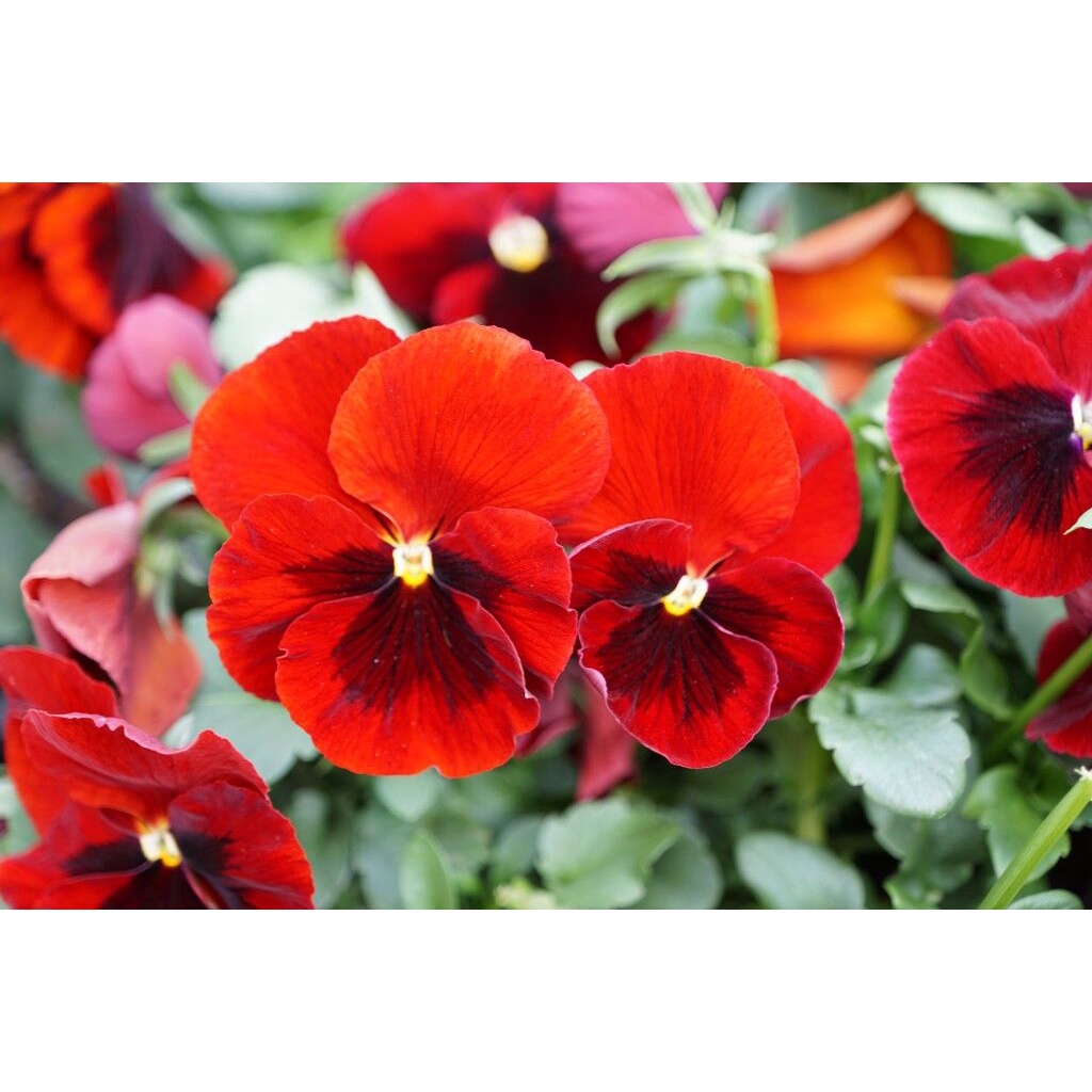 Benih Bibit Biji - Bunga Pansy Swiss Giant Alpine Glow Flower Seeds - IMPORT