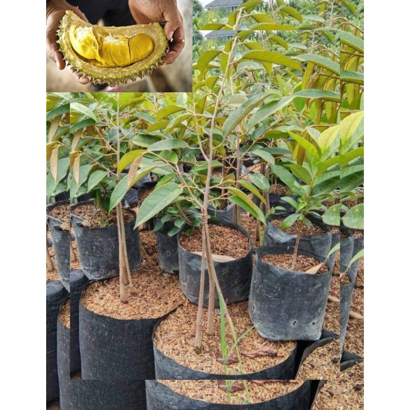 BIBIT DURIAN SUPER TEMBAGA KAKI 3