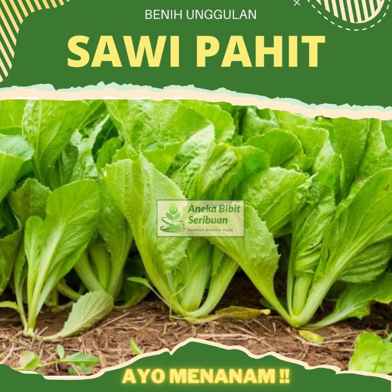 100 benih sawi pahit , bibit sawi pahit Majapahit