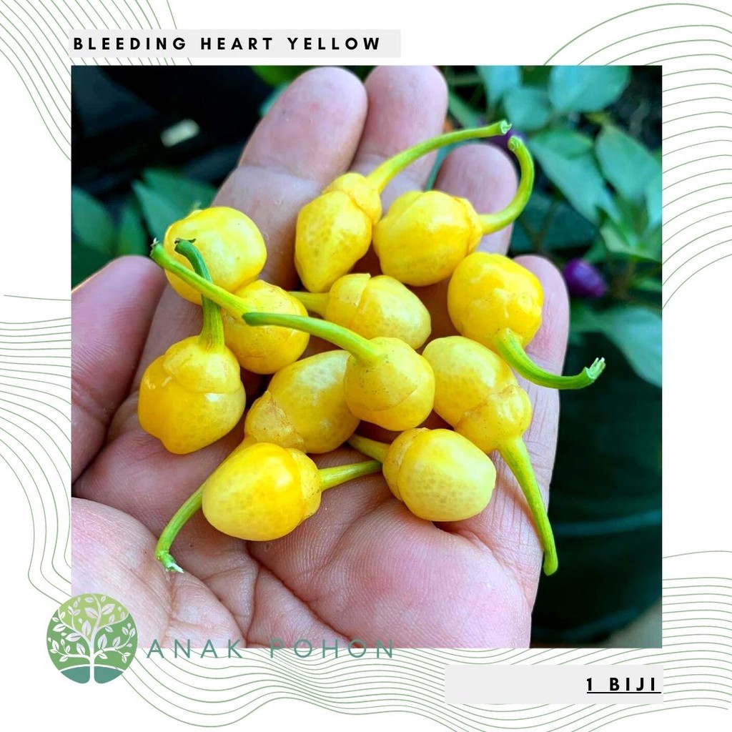 Benih Bibit Biji - Cabai Bleeding Heart Yellow Pepper Seeds