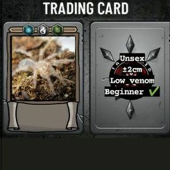 Tarantula Brachypelma Klaasi sling