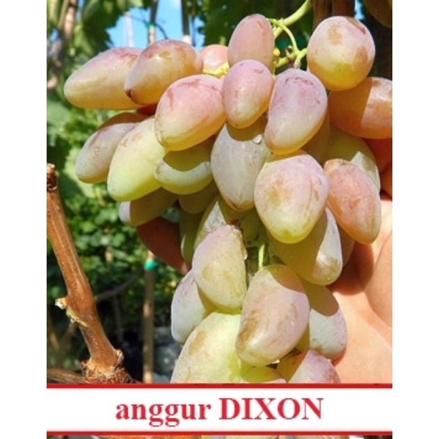 bibit anggur dixon
