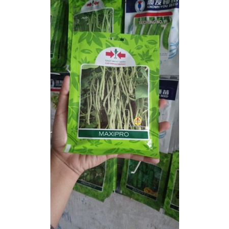 Benih Buncis MAXIPRO