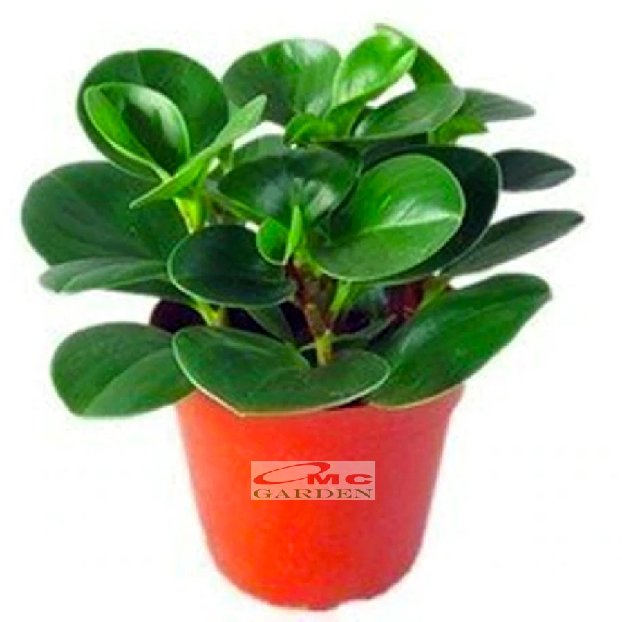 Tanaman Hias Teplan Peperomia Jade Hijau Indoor Air TPL-H-001