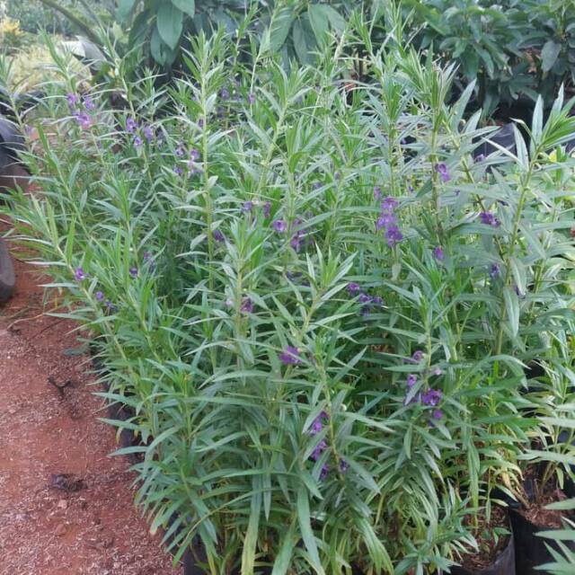 Tanaman hias lavender pengusir nyamuk taneman anti nyamuk