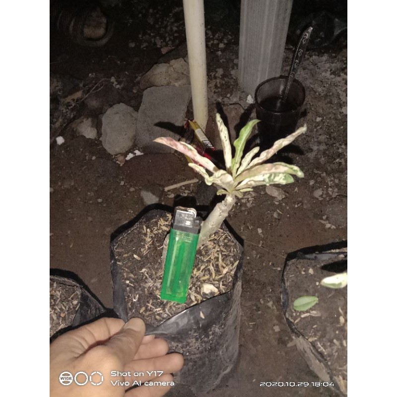 adenium Somalense varigata *splash*