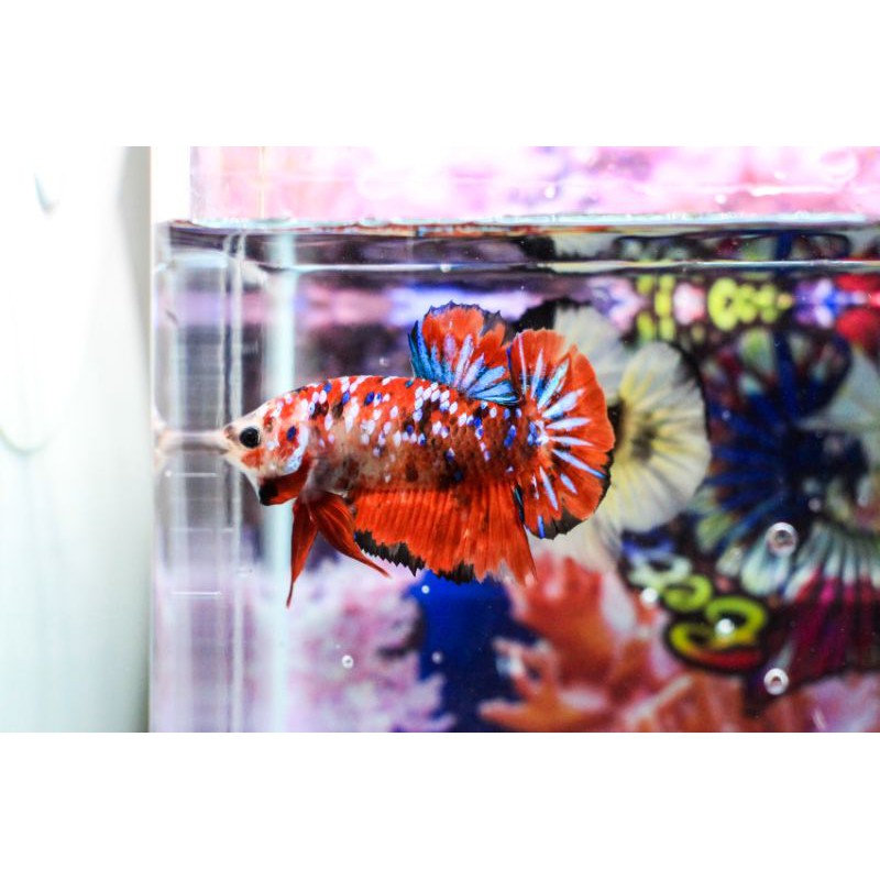 Cupang Indukan red koi galaxy burik top grade