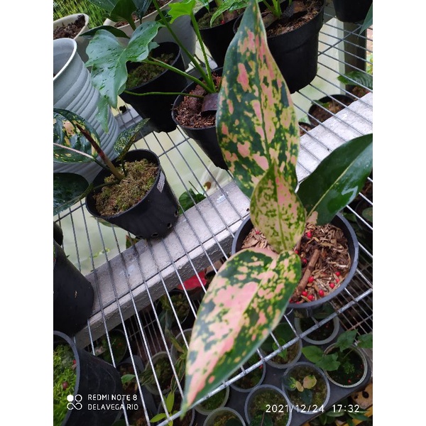 aglonema kochin brown