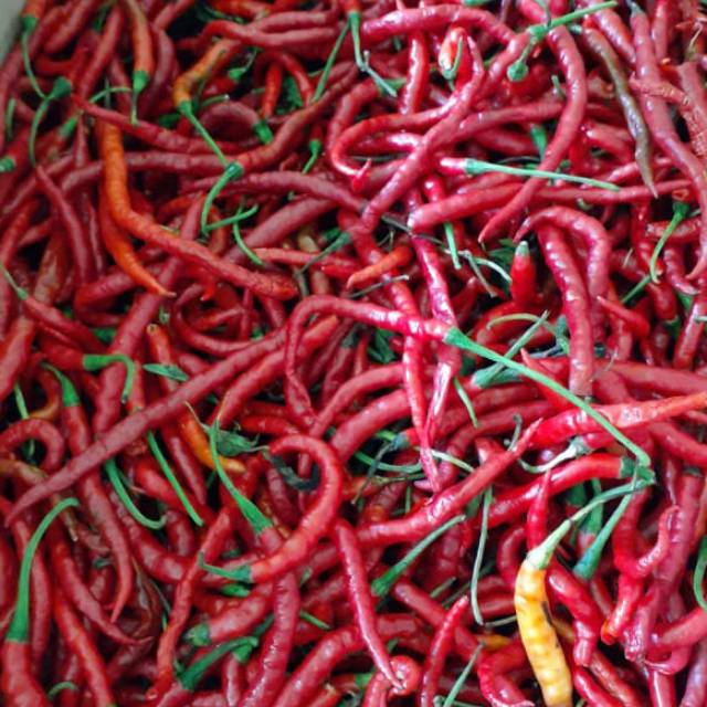 

Cabe merah keriting