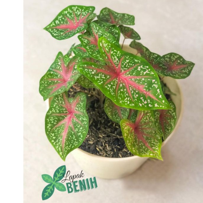 caladium Keladi red star bintik merah keladi merah
