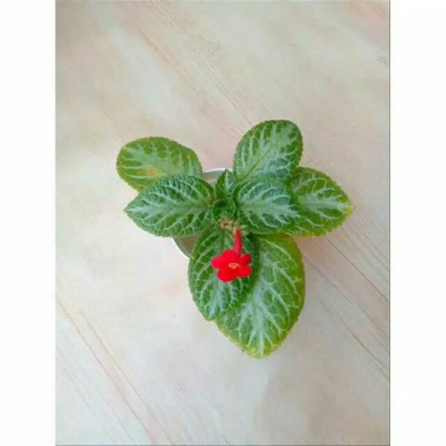 Tanaman Hias Daun Beludru Galeri Tanaman Hias Tanaman Hias Daun Beludru Galeri Tanaman Hias
