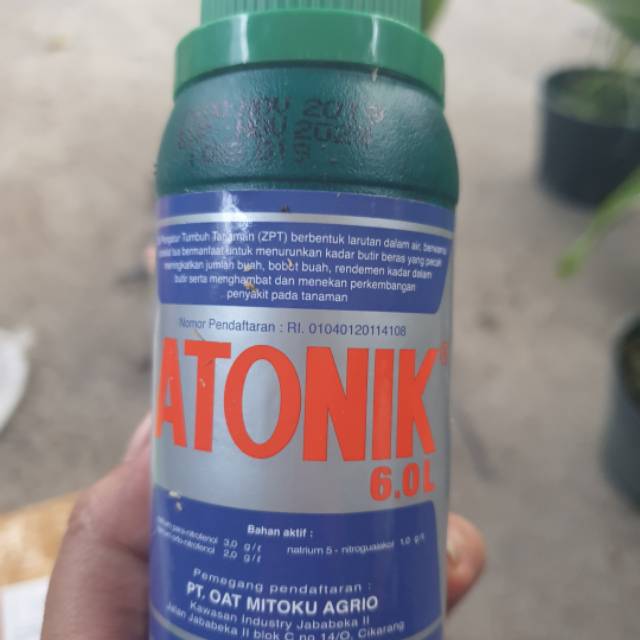 ZPT Atonik Ampuh untuk menumbuhkan & membuat lebat akar anggrek