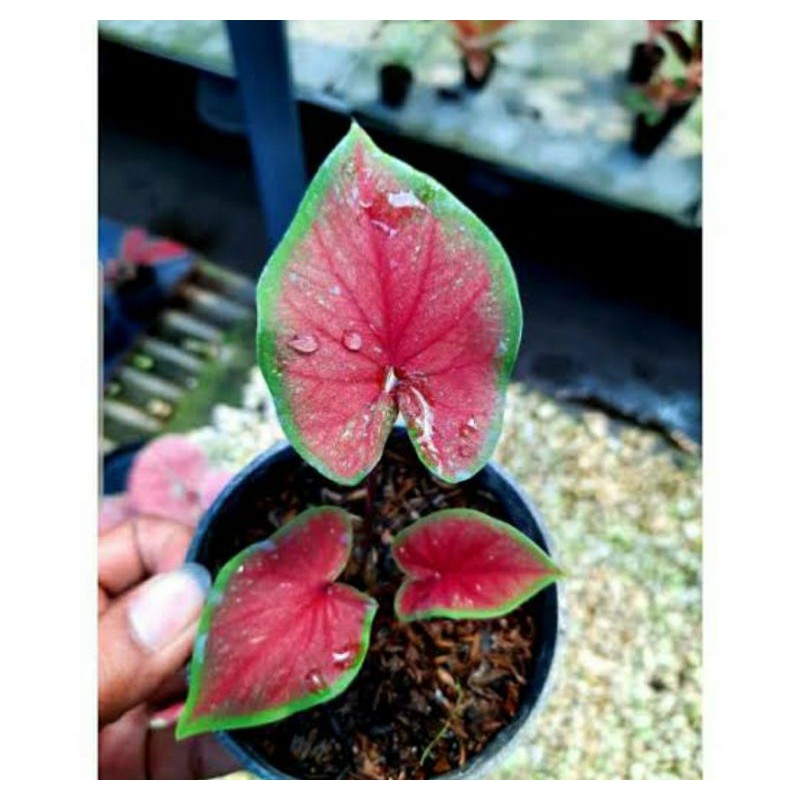 Tanaman hias keladi merah - pohon hias keladi merah segar