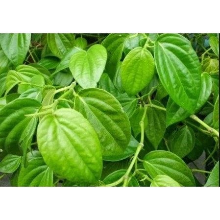 tanaman daun sirih hitam