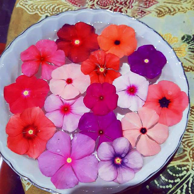Vinca seed mix isi 100 biji