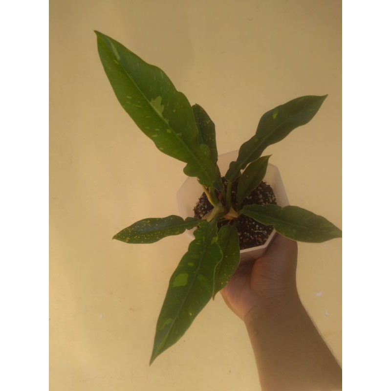 Ring of Fire Philodendron