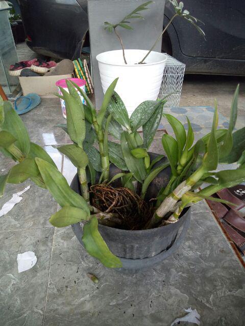 Anggrek Dendrobium Seddling Murah
