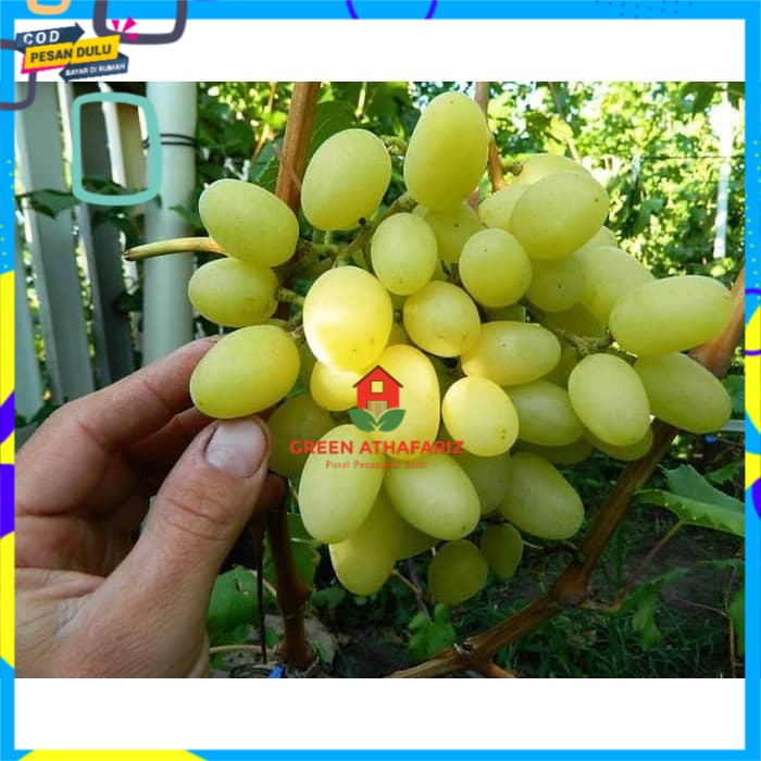 Bibit anggur import Landysh Grafting