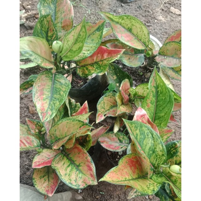 Aglonema Heng heng Dewasa