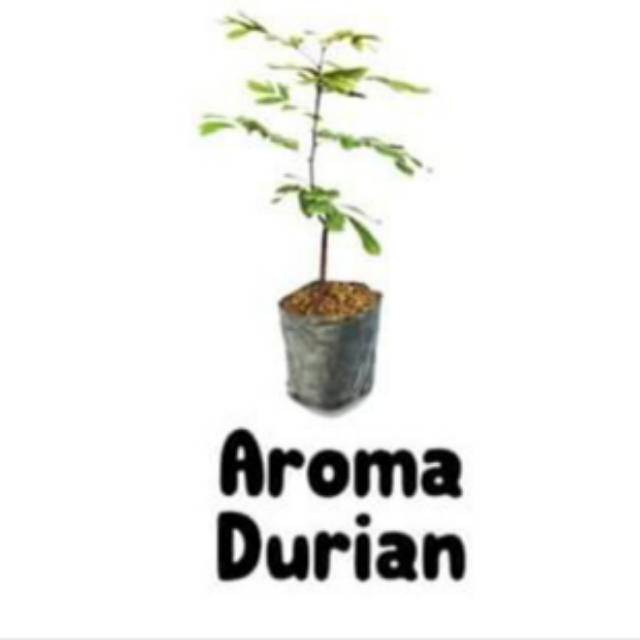 kelengkeng aroma durian