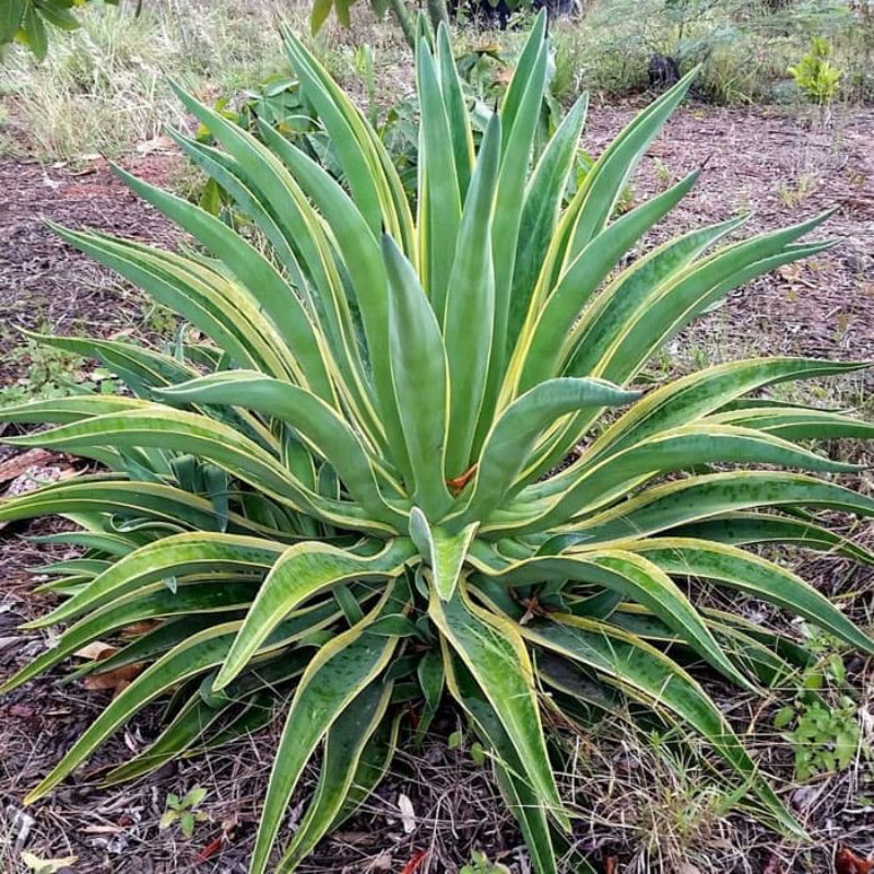 bibit agave mahkota