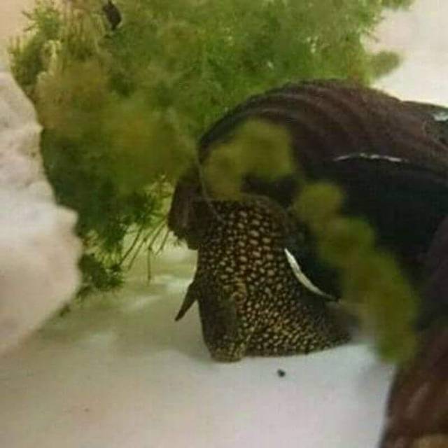 Keong Sulawesi Golden Spot Rabbit Snail