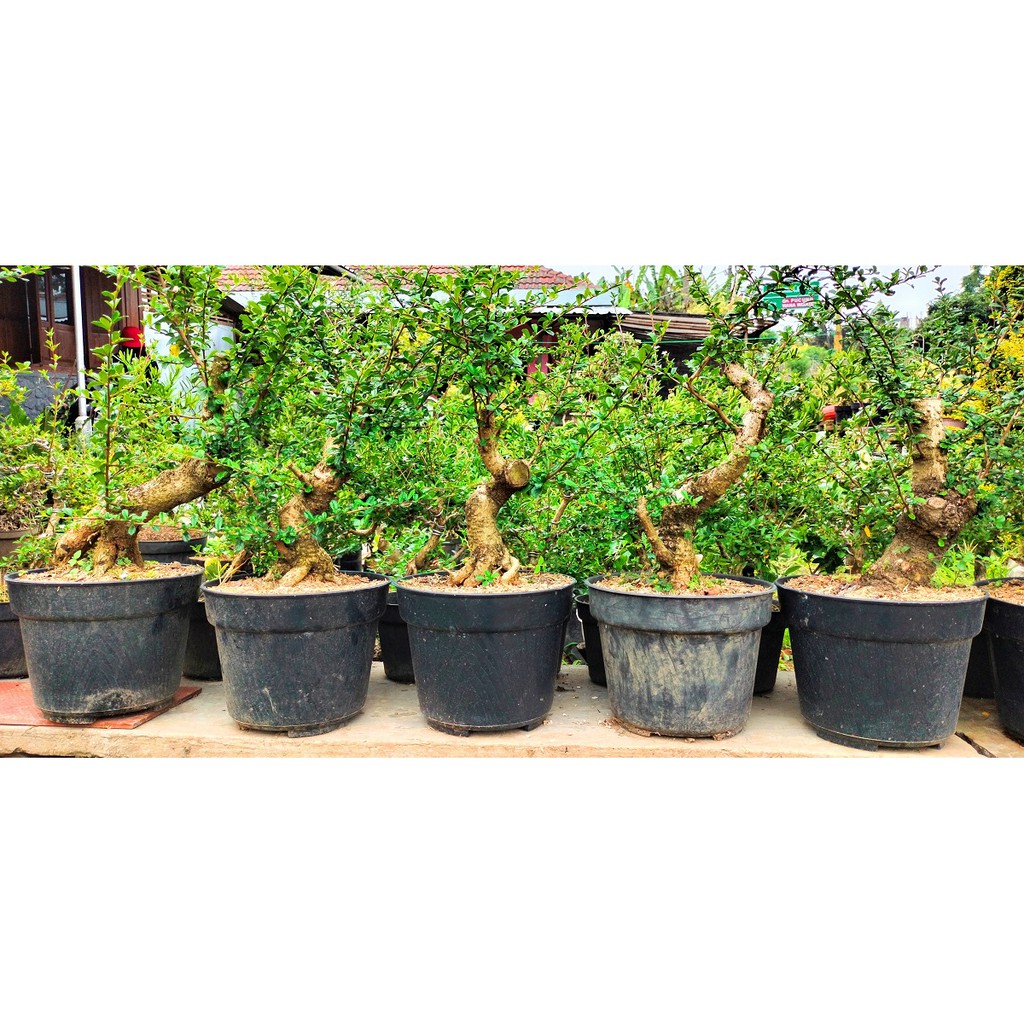 Bahan Bonsai Ulmus Istimewah