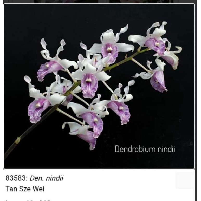 Anggrek spesies DENDROBIUM NINDII