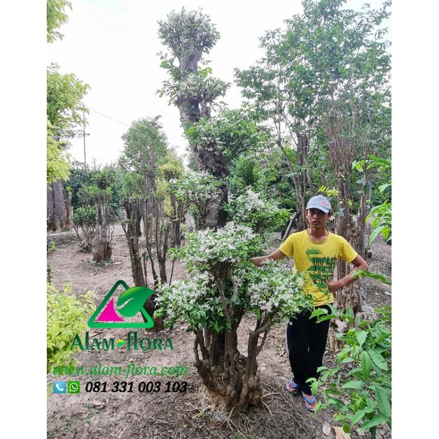 Bonsai Putri Salju Untuk Taman