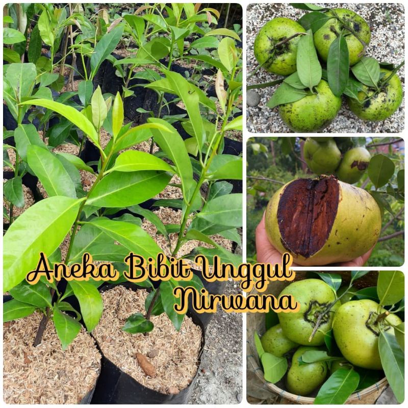 BIBIT BLACK SAPOTE / SAWO HITAM MEKSIKO (SAWO PUDING)
