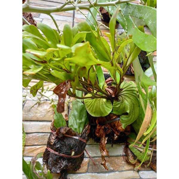 tanduk rusa staghorn fern platycerium ridley