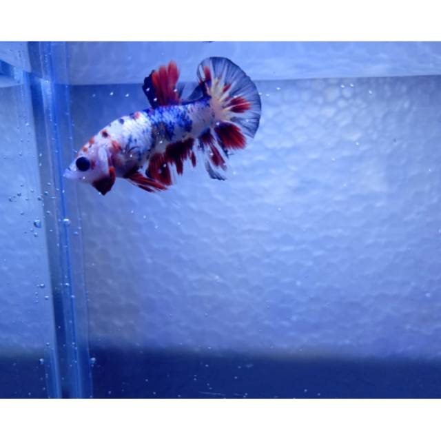 Ikan cupang baby giant multi color