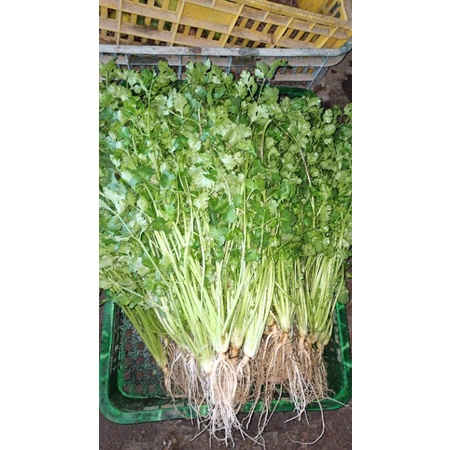

daun ketumbar/ wansuy per Iket 200 grm