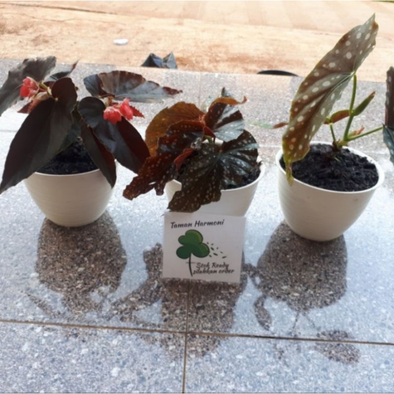 Paket 3 Pohon Begonia