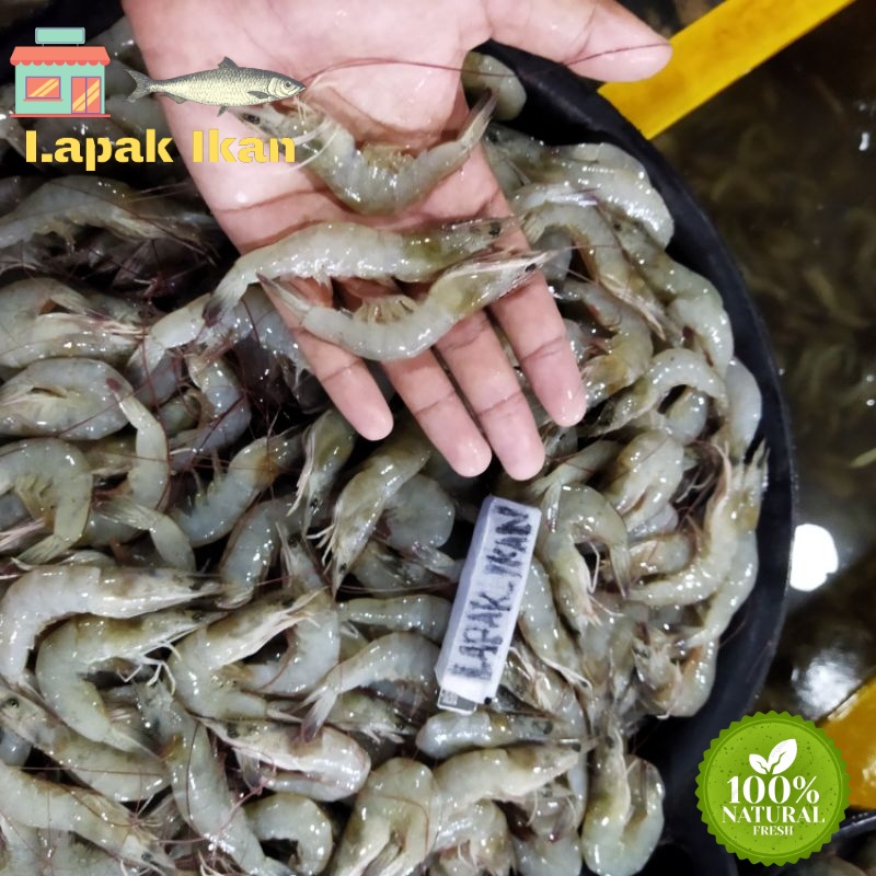 

GROSIR Udang Vaname Segar Size110-120 Udang Harian Segar Dan BERGARANSI 5Kilogram / 10Kilogram