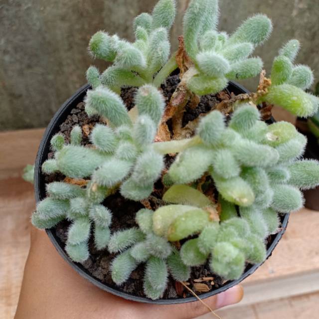 Kaktus sukulen Sedum hintonii