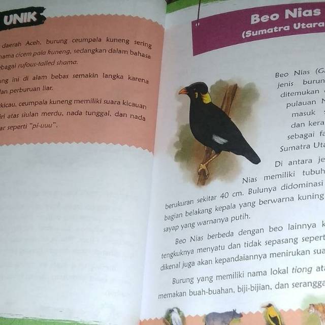 Unduh 50 Gambar Fauna Ceumpala Kuneng Terbaik Gratis