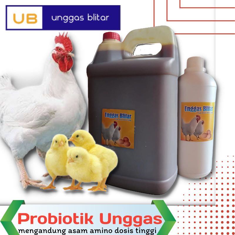 Probiotik Unggas Probiotik asam amino Ternak Ayam Sapi Kambing Bebek