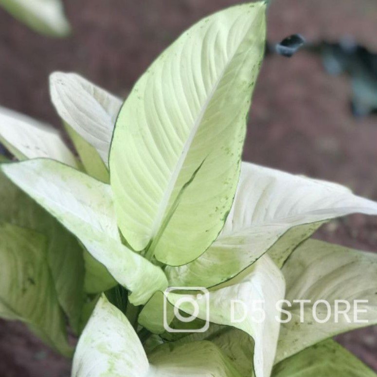 aglonema tisu / diven tisu / belanceng tisu