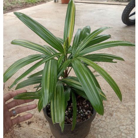 tanaman indoor palm regu varigata / palem regu varigata